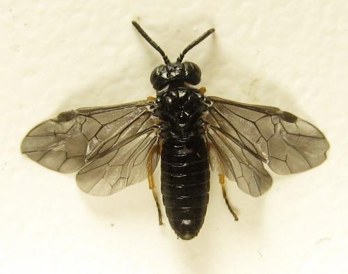 Réf. 279 713 : Eutomostethus gagathinus