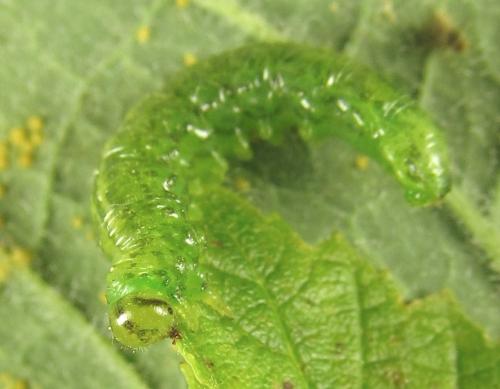 Euura viridissima