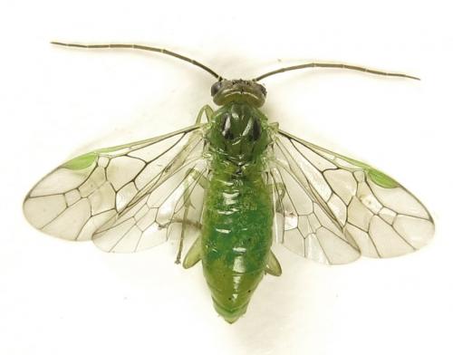 Réf. 279 754 : Euura viridissima