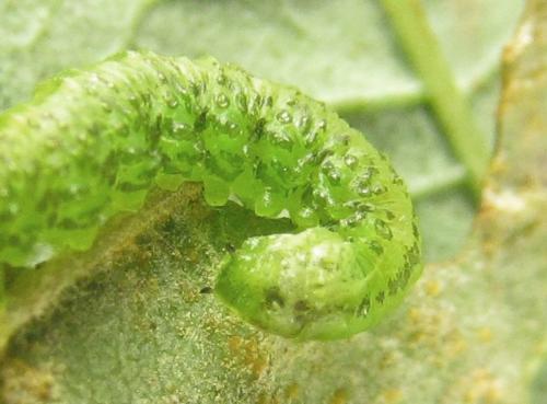 Euura viridissima