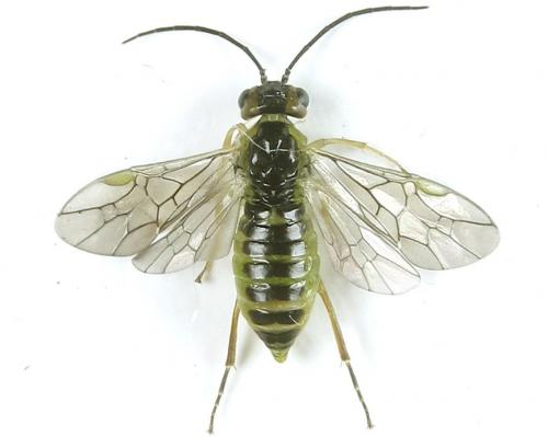 Euura papillosa