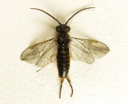 Euura papillosa