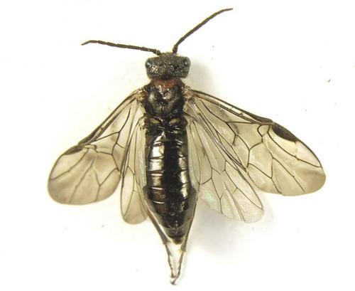 Réf. 279 438 : Dolerus schmidti