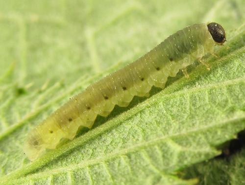 Empria pumiloides