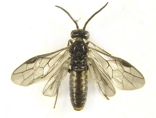 Réf. 279 469 : Empria pumiloides