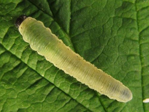 Empria pumiloides