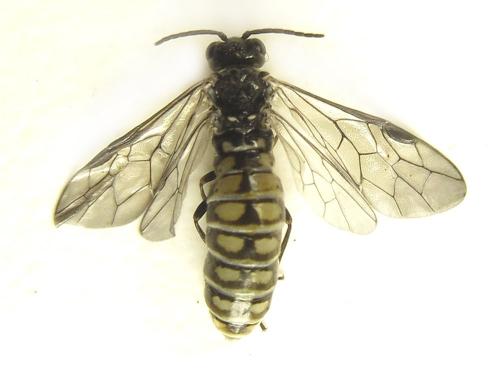 Réf. 279 495 : Empria pumiloides
