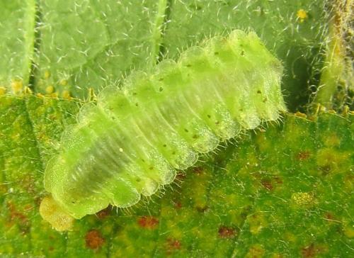 Platycampus luridiventris