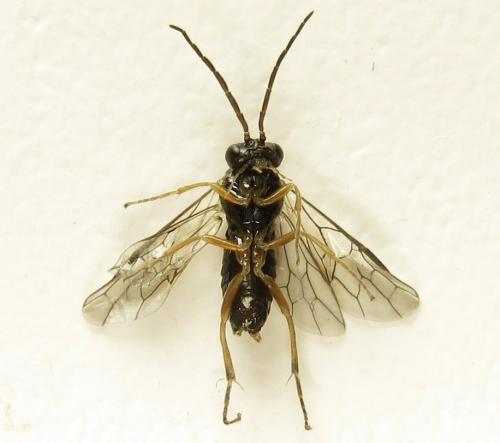 Réf. 279 371 : Platycampus luridiventris