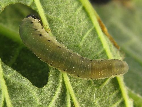 Empria pumiloides