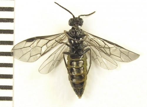 Empria pumiloides