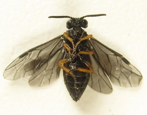 Réf. 279 590 : Eutomostethus gagathinus