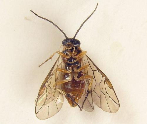 Pristiphora nigriceps