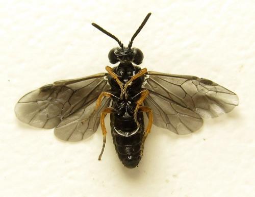 Réf. 279 714 : Eutomostethus gagathinus