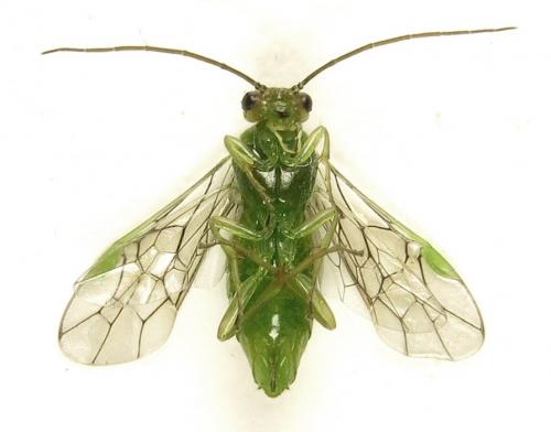 Euura viridissima