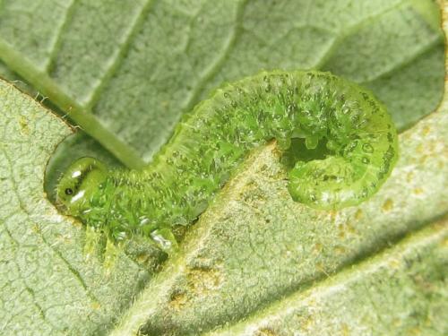 Réf. 279 767 : Euura viridissima