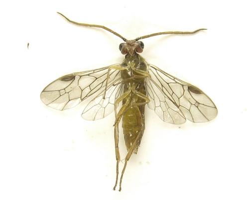 Réf. 279 771 : Euura viridissima