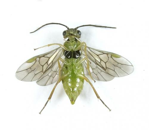 Euura papillosa