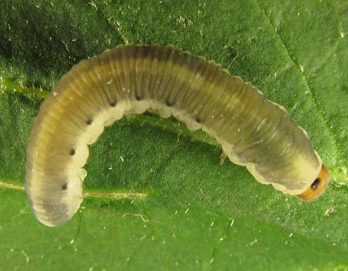 Empria sp.