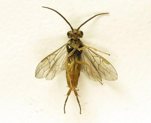 Euura papillosa