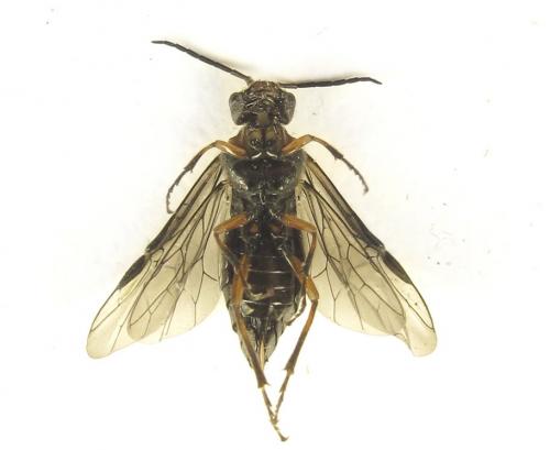 Réf. 279 439 : Dolerus schmidti