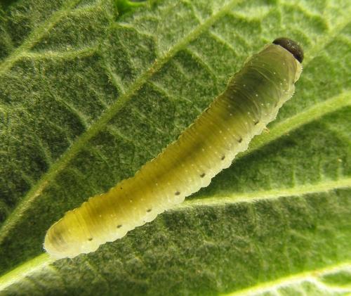 Empria pumiloides