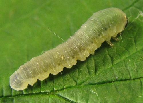 Empria pumiloides