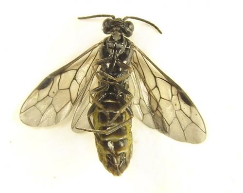 Empria pumiloides