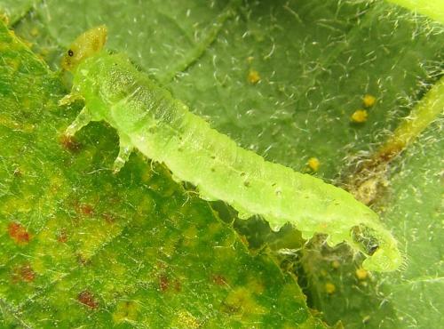 Réf. 279 369 : Platycampus luridiventris