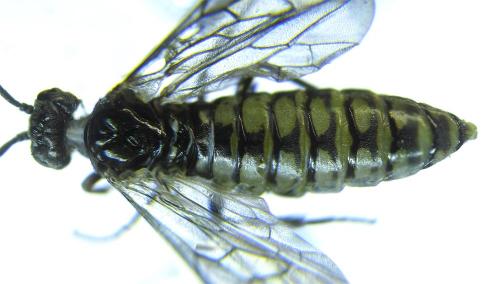 Réf. 279 518 : Empria pumiloides