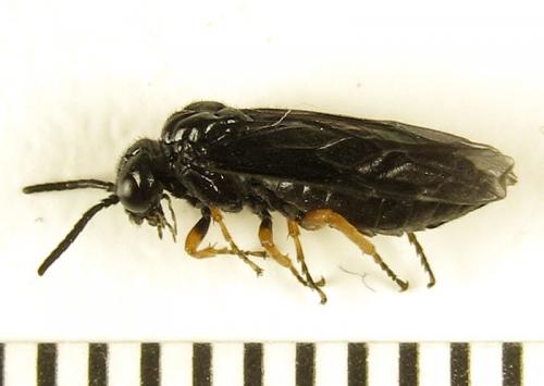 Réf. 279 591 : Eutomostethus gagathinus