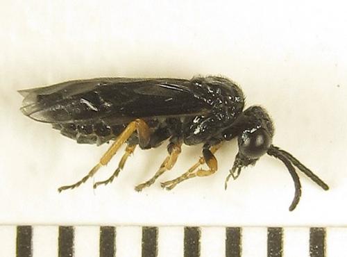 Réf. 279 715 : Eutomostethus gagathinus