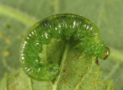 Euura viridissima