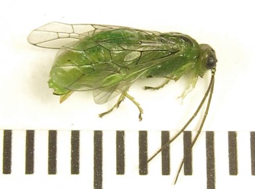 Euura viridissima