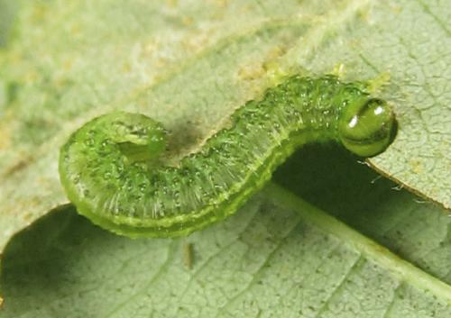 Réf. 279 768 : Euura viridissima
