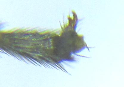 Euura viridissima