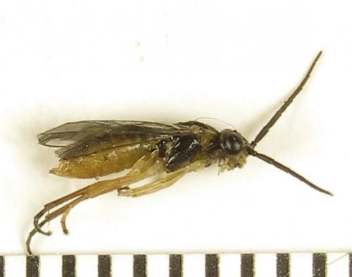 Euura papillosa