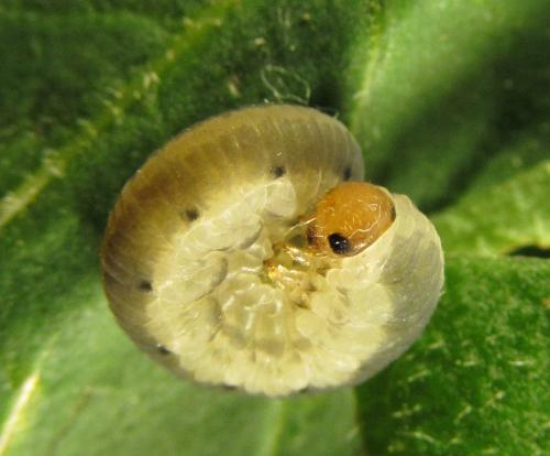 Empria sp.