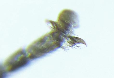 Empria pumiloides