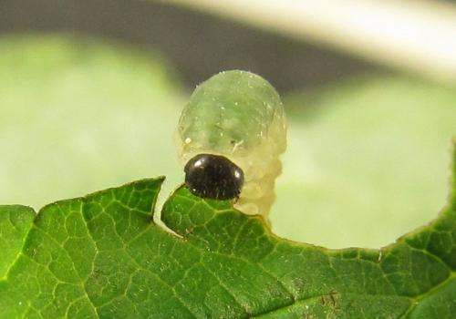 Réf. 279 491 : Empria pumiloides