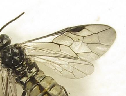 Réf. 279 497 : Empria pumiloides