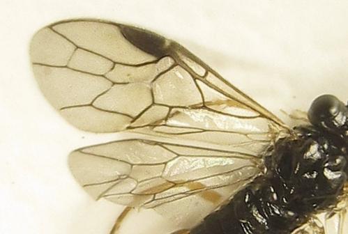 Réf. 279 372 : Platycampus luridiventris