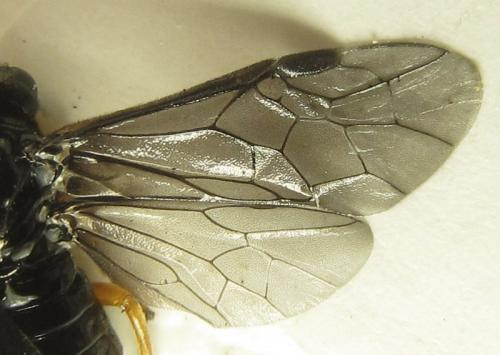 Réf. 279 592 : Eutomostethus gagathinus