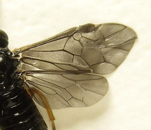 Réf. 279 716 : Eutomostethus gagathinus