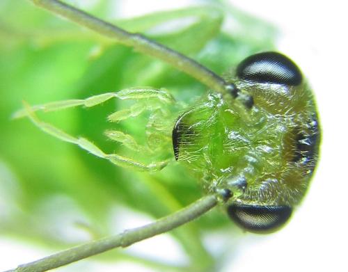 Réf. 279 757 : Euura viridissima