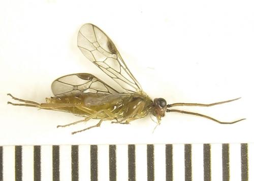 Euura viridissima