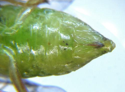 Réf. 279 861 : Euura papillosa