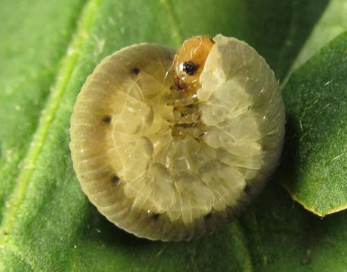 Empria sp.