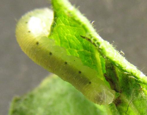 Empria pumiloides