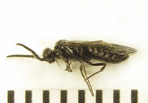 Empria pumiloides